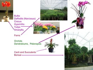 Bulbs
Daffodils (Narcissus)
Crocus
Hyacinths
Tulips
Amaryllis
Ferns
Orchids
Dendrobiums, Pelonopsis
Cacti and Succulents
Bonsai
 