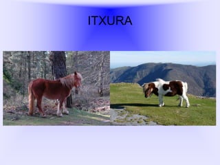 ITXURA

 
