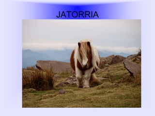JATORRIA

 