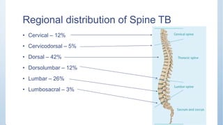 Regional distribution of Spine TB
• Cervical – 12%
• Cervicodorsal – 5%
• Dorsal – 42%
• Dorsolumbar – 12%
• Lumbar – 26%
• Lumbosacral – 3%
 