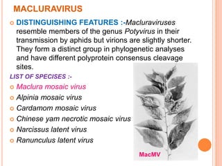 MACLURAVIRUS
 DISTINGUISHING FEATURES :-Macluraviruses
resemble members of the genus Potyvirus in their
transmission by aphids but virions are slightly shorter.
They form a distinct group in phylogenetic analyses
and have different polyprotein consensus cleavage
sites.
LIST OF SPECISES :-
 Maclura mosaic virus
 Alpinia mosaic virus
 Cardamom mosaic virus
 Chinese yam necrotic mosaic virus
 Narcissus latent virus
 Ranunculus latent virus
MacMV
 