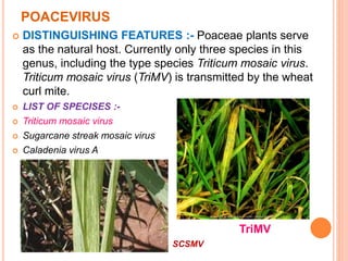 POACEVIRUS
 DISTINGUISHING FEATURES :- Poaceae plants serve
as the natural host. Currently only three species in this
genus, including the type species Triticum mosaic virus.
Triticum mosaic virus (TriMV) is transmitted by the wheat
curl mite.
 LIST OF SPECISES :-
 Triticum mosaic virus
 Sugarcane streak mosaic virus
 Caladenia virus A
TriMV
SCSMV
 