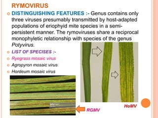 RYMOVIRUS
 DISTINGUISHING FEATURES :- Genus contains only
three viruses presumably transmitted by host-adapted
populations of eriophyid mite species in a semi-
persistent manner. The rymoviruses share a reciprocal
monophyletic relationship with species of the genus
Potyvirus.
 LIST OF SPECISES :-
 Ryegrass mosaic virus
 Agropyron mosaic virus
 Hordeum mosaic virus
RGMV
HoMV
 