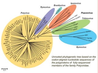 Unrooted phylogenetic tree based on the
codon-aligned nucleotide sequences of
the polyproteins of fully-sequenced
members of the family Potyviridae.
Poacevirus
 