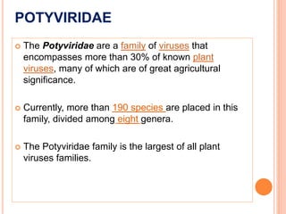 POTYVIRIDAE
 The Potyviridae are a family of viruses that
encompasses more than 30% of known plant
viruses, many of which are of great agricultural
significance.
 Currently, more than 190 species are placed in this
family, divided among eight genera.
 The Potyviridae family is the largest of all plant
viruses families.
 