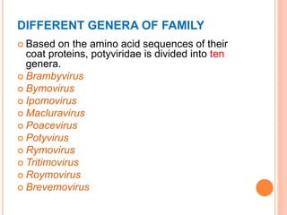 DIFFERENT GENERA OF FAMILY
 Based on the amino acid sequences of their
coat proteins, potyviridae is divided into ten
genera.
 Brambyvirus
 Bymovirus
 Ipomovirus
 Macluravirus
 Poacevirus
 Potyvirus
 Rymovirus
 Tritimovirus
 Roymovirus
 Brevemovirus
 