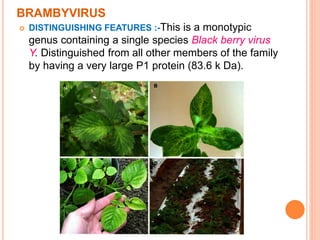 BRAMBYVIRUS
 DISTINGUISHING FEATURES :-This is a monotypic
genus containing a single species Black berry virus
Y. Distinguished from all other members of the family
by having a very large P1 protein (83.6 k Da).
 