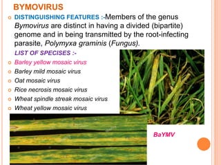 BYMOVIRUS
 DISTINGUISHING FEATURES :-Members of the genus
Bymovirus are distinct in having a divided (bipartite)
genome and in being transmitted by the root-infecting
parasite, Polymyxa graminis (Fungus).
LIST OF SPECISES :-
 Barley yellow mosaic virus
 Barley mild mosaic virus
 Oat mosaic virus
 Rice necrosis mosaic virus
 Wheat spindle streak mosaic virus
 Wheat yellow mosaic virus
BaYMV
 