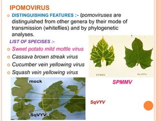 IPOMOVIRUS
 DISTINGUISHING FEATURES :- Ipomoviruses are
distinguished from other genera by their mode of
transmission (whiteflies) and by phylogenetic
analyses.
LIST OF SPECISES :-
 Sweet potato mild mottle virus
 Cassava brown streak virus
 Cucumber vein yellowing virus
 Squash vein yellowing virus
SPMMV
SqVYV
 