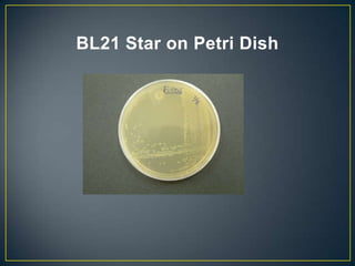 BL21 Star on Petri Dish
 