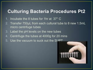 Culturing Bacteria Procedures Pt2
1. Incubate the 8 tubes for 1hr at 37° C
2. Transfer 750µL from each cultural tube to 8 new 1.5mL
   micro centrifuge tubes
3. Label the pH levels on the new tubes
4. Centrifuge the tubes at 4000g for 20 mins
5. Use the vacuum to suck out the SUPT
 