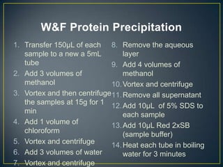W&F Protein Precipitation
1. Transfer 150µL of each 8. Remove the aqueous
   sample to a new a 5mL         layer
   tube                      9. Add 4 volumes of
2. Add 3 volumes of              methanol
   methanol                  10. Vortex and centrifuge
3. Vortex and then centrifuge11. Remove all supernatant
   the samples at 15g for 1 12. Add 10µL of 5% SDS to
   min                           each sample
4. Add 1 volume of           13. Add 10µL Red 2xSB
   chloroform                    (sample buffer)
5. Vortex and centrifuge     14. Heat each tube in boiling
6. Add 3 volumes of water        water for 3 minutes
7. Vortex and centrifuge
 