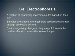 Gel Electrophoresis
• A method of separating macromolecules based on their
  size
• Samples are loaded into a gel (poly acrylamide) and run
  through an electric current
• DNA is negatively charge so they are pull towards the
  positive electric currents (bottom) of the gel
 