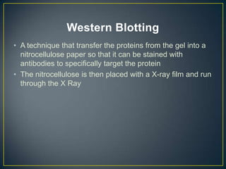 Western Blotting
• A technique that transfer the proteins from the gel into a
  nitrocellulose paper so that it can be stained with
  antibodies to specifically target the protein
• The nitrocellulose is then placed with a X-ray film and run
  through the X Ray
 