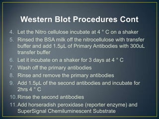 Western Blot Procedures Cont
4. Let the Nitro cellulose incubate at 4 ° C on a shaker
5. Rinsed the BSA milk off the nitrocellulose with transfer
    buffer and add 1.5µL of Primary Antibodies with 300uL
    transfer buffer
6. Let it incubate on a shaker for 3 days at 4 ° C
7. Wash off the primary antibodies
8. Rinse and remove the primary antibodies
9. Add 1.5µL of the second antibodies and incubate for
    2hrs 4 ° C
10. Rinse the second antibodies
11. Add horseradish peroxidase (reporter enzyme) and
    SuperSignal Chemiluminescent Substrate
 