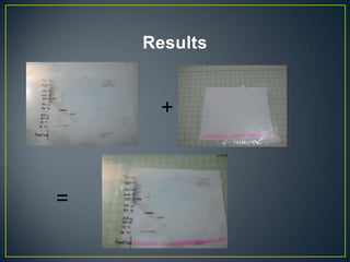 Results


      +



=
 