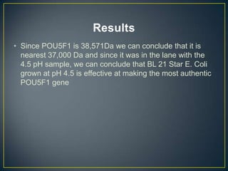 Results
• Since POU5F1 is 38,571Da we can conclude that it is
  nearest 37,000 Da and since it was in the lane with the
  4.5 pH sample, we can conclude that BL 21 Star E. Coli
  grown at pH 4.5 is effective at making the most authentic
  POU5F1 gene
 