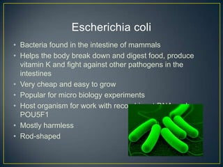 Escherichia coli
• Bacteria found in the intestine of mammals
• Helps the body break down and digest food, produce
  vitamin K and fight against other pathogens in the
  intestines
• Very cheap and easy to grow
• Popular for micro biology experiments
• Host organism for work with recombinant DNA such as
  POU5F1
• Mostly harmless
• Rod-shaped
 