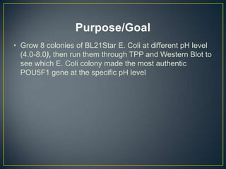 Purpose/Goal
• Grow 8 colonies of BL21Star E. Coli at different pH level
  (4.0-8.0), then run them through TPP and Western Blot to
  see which E. Coli colony made the most authentic
  POU5F1 gene at the specific pH level
 