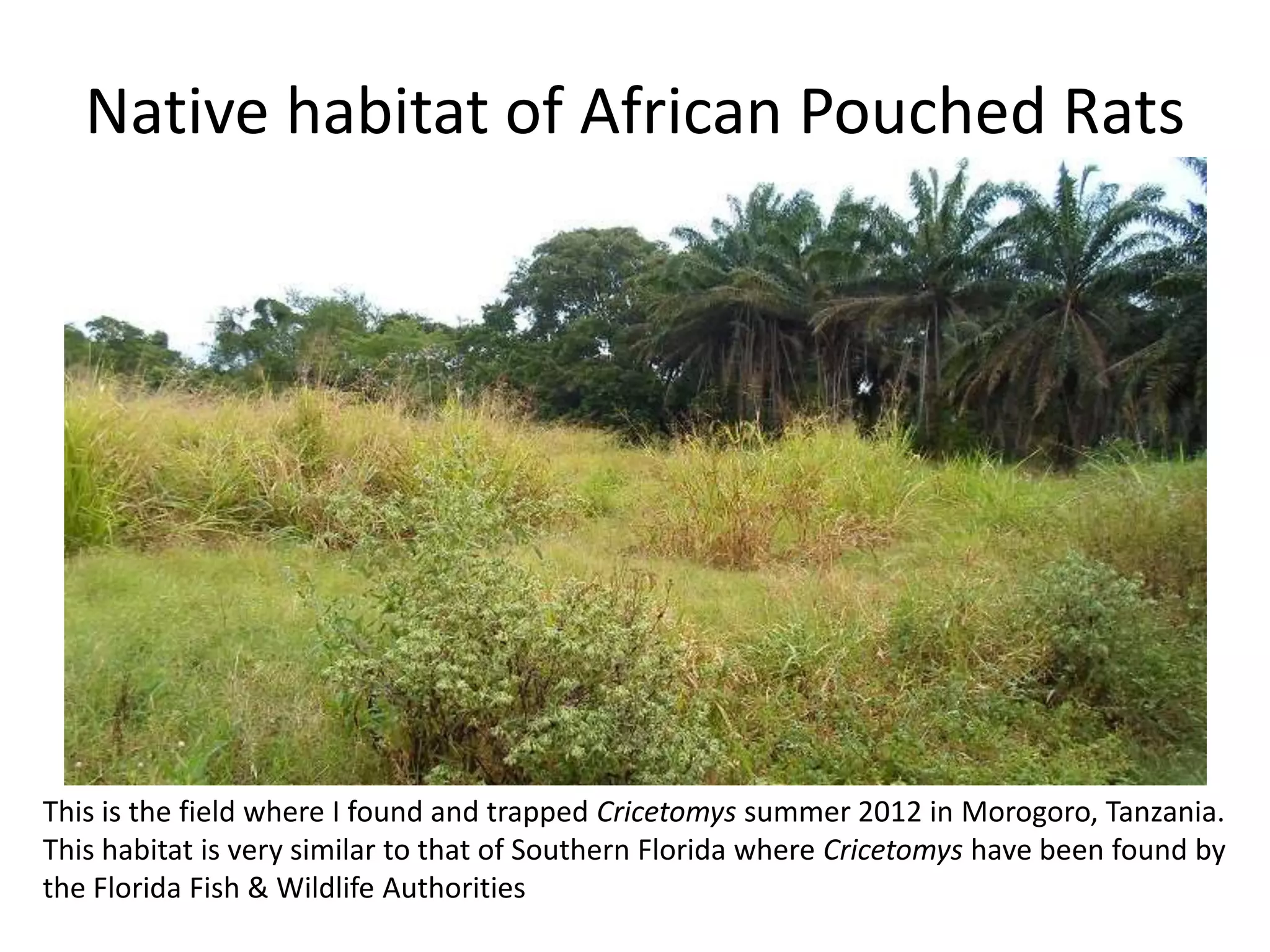 Pouch Rats Florida African Giant Pouched Rats as invasive species | PPTX