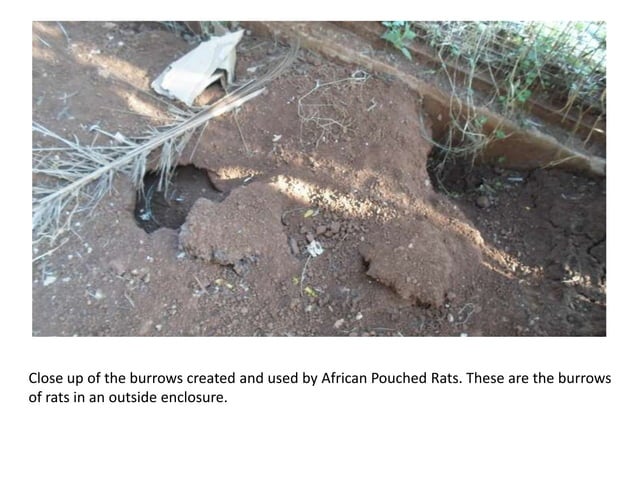 African Giant Pouched Rats as invasive species | PPT