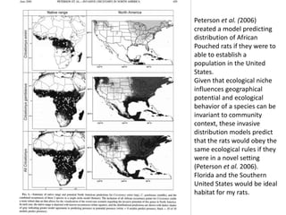 Pouch Rats Florida African Giant Pouched Rats as invasive species | PPTX