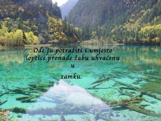 Ode ju potražiti i umjesto loptice pronađe žabu uhvaćenu u zamku.   