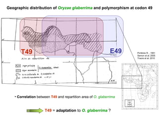 Portères R. , 1951 Semon et al. 2005 Traore et al. 2010 Geographic distribution of  Oryzae glaberrima   and polymorphism at codon 49 T49   =  adaptation  to   O. glaberrima   ? T49 E49 Correlation  between   T49   and repartition area of  O. glaberrima 