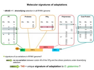 Molecular signatures of adaptations dN/dS > 1  :  diversifying  selection in all RYMV genome T49   =   unique  signature of adaptation  to   O. glaberrima   ? VPg ORF1 ORF2b ORF2a ORF4 P1 IFEL 55 79 165 191 192 REL 55 66 79 104 125 162 165 191 192 214 Coat Protein Sel 55 79 81 116 165 191 216 218 IFEL 21 66 110 REL 26 45 54 66 85 99 110 Sel 12 26 42 45 47 53 54 66 74 79 81 85 101 110 IFEL REL Sel 45 203 226 Protease VPg IFEL 49 REL 49 Sel 21 26 49 50 62 Polymerase IFEL 114 237 REL 114 123 134 136 186 187 190 233 237 370 389 400 437 441 Sel 114 174 179 324 signature of co-variations in RYMV genome? no co-variation  between codon 49 of the VPg and the others positions under diversifying selection 