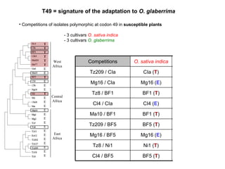 Competitions of isolates polymorphic at codon 49 in  susceptible plants - 3 cultivars  O. sativa indica - 3 cultivars   O. glaberrima West Africa Central Africa East Africa T T T T T T E E T E E E T E E E E E E E E E E E E E E E T49 = signature of the adaptation to  O. glaberrima Ni1 ( T ) Ni1 ( T ) Tz8 / Ni1 BF5 ( T ) BF5 ( T ) CI4 / BF5 BF1 ( T ) BF1 ( T ) Ma10 / BF1 BF5 ( T ) BF5 ( T ) Tz209 / BF5 BF5 ( T ) Mg16 ( E ) Mg16 / BF5 BF1 ( T ) BF1 ( T ) Tz8 / BF1 CIa ( T ) CI4 ( E ) CI4 / CIa CIa ( T ) Mg16 ( E ) Mg16 / CIa CIa ( T ) CIa ( T ) Tz209 / CIa O. glaberrima O. sativa indica Competitions 