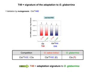 Validation by  mutagenesis  : CIa*T 49E T49 = signature of the adaptation to  O. glaberrima O. glaberrima O. sativa indica Competition CIa ( T ) CIa*T 49E   ( E ) CIa*T 49E  / CIa E49 T49 viral ARN copies / mg of leaves a a a a real time-PCR CIa CIa*T 49E O. sat. O. glab. O. sat. O. glab. T49   =  adaptation signature  to   O. glaberrima 
