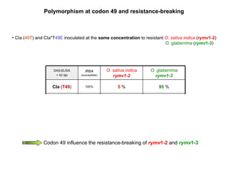 CIa ( 49T ) and CIa*T 49E  inoculated at the  same concentration  to resistant  O. sativa indica   ( rymv 1-2 )     O. glaberrima  ( rymv 1-3 ) Polymorphism at codon 49 and resistance-breaking 0  % 40  % 100% CIa*T 49E 95  % 5  % 100% CIa  ( T49 ) O. glaberrima rymv1-3 O. sativa indica rymv1-2 IR64 (susceptible) DAS-ELISA + 42 dpi Codon 49   influence the resistance-breaking of  rymv 1-2  and   rymv 1-3 