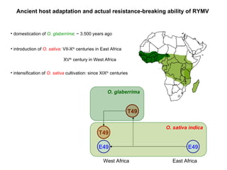 Ancient host adaptation and actual resistance-breaking ability of RYMV domestication of  O. glaberrima : ~ 3.500 years ago  intensification of  O. sativa   cultivation: since XIX th  centuries  introduction of  O. sativa : VII-X th  centuries in East Africa   XV th  century in West Africa +++ - - - + / - +++ O. sativa indica rymv1-2 O. glaberrima rymv1-3 T49 T49 O. glaberrima O. sativa indica East Africa West Africa E49 E49 
