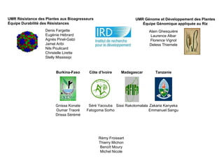 Denis Fargette Eugénie Hébrard Agnès Pinel-Galzi Jamel Aribi Nils Poulicard Christelle Lirette Stelly Mississipi UMR  Résistance des Plantes aux Bioagresseurs   Équipe   Durabilité des Résistances Rémy Froissart Thierry Michon Benoît Moury Michel Nicole UMR Génome et Développement des Plantes Équipe Génomique appliquée au Riz Alain Ghesquière Laurence Albar Florence Vignol Deless Thiemele Gnissa Konate Oumar Traoré Drissa Sérémé Burkina-Faso Côte d’Ivoire Madagascar Séré Yacouba Fatogoma Sorho Sissi Rakotomalala Tanzanie Zakaria Kanyeka Emmanuel Sangu 