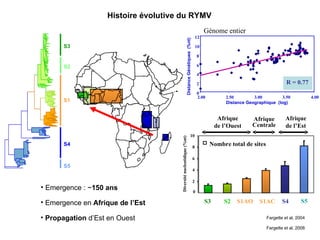 Histoire évolutive du RYMV Fargette et al, 2004 Fargette et al, 2008 Emergence : ~ 150 ans R = 0.77 0 2 4 6 8 10 12 2.00 2.50 3.00 3.50 4.00 Distance Geographique  (log) Génome entier Distance Génétiques  (%nt) S3 S2 S1 S4 S5 Afrique de l’Est Afrique de l’Ouest 0 2 4 6 8 10 Afrique Centrale Diversité nucleotidique (%nt) Nombre total de sites S5 S4 S1AC S1AO S2 S3 Propagation  d’Est en Ouest  Emergence en  Afrique de l’Est 