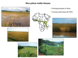 Kenya 1966 Rice yellow mottle disease Emerging disease in Africa Induced yield losses 20-100% 