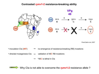 Contrasted  rymv 1-2  resistance-breaking ability Pinel-Galzi et al, 2007 VPg 48 E49 Why CIa is not able to overcome the  rymv 1-2  resistance allele ? inoculation CIa ( 49T ) no emergence of resistance-breaking (RB) mutations T49 T49 X *48 G   is   lethal in CIa X directed mutagenesis CIa validation of 48 E  RB mutations 