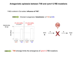 Antagonistic epistasis between T49 and  rymv1-2  RB mutations *48G is lethal in CIa isolate.  Influence of T49 ? Directed mutagenesis:  Substitution  of  T49  to  E49 : 0 1 2 CIa*48G *48G49E CIa*48G *48G49E 0 1.0 2.0 CIa*48G ( 49T ) CIa*48G * 49E CIa*48G ( 49T ) CIa*48G * 49E O. sativa indica (susceptible) O. sativa indica rymv1-2 OD (405nm) DAS-ELISA 30 dpi T49 X T49  strongly limits the emergence of  rymv1-2  RB mutations  