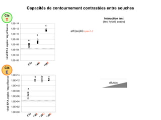 viral RNA copies / mg of leaves a b b c CI4 *48 I *48 G *48 E Capacités de contournement contrastées entre souches CI4 E CIa T viral RNA copies / mg of leaves CIa *48 I *48 E a b c VPg *48I*49 T VPg *48G*49 T VPg *48E*49 T dilution Interaction test (two hybrid assay) VPg *48I*49 E VPg *48G*49 E VPg *48E*49 E eIF(iso)4G  rymv1-2 