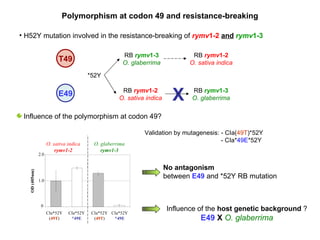 Polymorphism at codon 49 and resistance-breaking H52Y mutation involved in the resistance-breaking of  rymv 1-2  and   rymv 1-3 Influence of the polymorphism at codon 49? Validation by mutagenesis: - CIa( 49T )*52Y   - CIa* 49E *52Y T49 *52Y RB  rymv 1-3 O. glaberrima E49 RB  rymv 1-2 O. sativa indica RB  rymv 1-2 O. sativa indica X RB  rymv 1-3 O. glaberrima No antagonism between  E49  and *52Y   RB mutation  0 1 2 CIa*52Y CIa*49E*52Y CIa*52Y CIa*49E*52Y CIa*52Y ( 49T ) CIa*52Y * 49E CIa*52Y ( 49T ) CIa*52Y * 49E O. sativa indica rymv1-2 O. glaberrima rymv1-3 0 1.0 2.0 OD (405nm) Influence of the  host genetic background  ? E49  X  O. glaberrima 