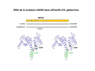 Effet de la mutation A303D dans eIFiso4G d’O. glaberrima O. glaberrima O. sativa susceptible susceptible MIF4G A303D E360 5.5 A° A303 E360 D303 