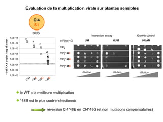viral RNA copies / mg of leaves CI4 *48 I *48 G *48 E a b c d Évaluation de la multiplication virale sur plantes sensibles le WT a la meilleure multiplication *48E est le plus contre-sélectionné réversion CI4*48E en CI4*48G (et non mutations compensatoires) CI4 S1 30dpi VPg VPg *48 I VPg *48 G VPg *48 E dilution dilution eIF(iso)4G HUM UM HUAM dilution Growth control Interaction assay 