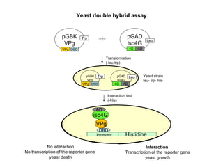pGBK VPg pGAD iso4G No interaction No transcription of the reporter gene  yeast death VPg Trp 4G Leu Yeast double hybrid assay DBD AD Promotor  Histidine VPg DBD Yeast strain  leu- trp- his-  Transformation (-leu-trp) Interaction test (-His) pGBK VPg pGAD iso4G 4G Leu AD VPg Trp DBD iso4G AD Interaction  Transcription of the reporter gene yeast growth Promotor  Histidine VPg DBD iso4G AD 