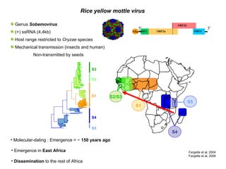 Rice yellow mottle virus Genus  Sobemovirus (+) ssRNA   (4,4kb) Host range restricted to  Oryzae  species Mechanical transmission (insects and human) Non-transmitted by seeds Molecular-dating : Emergence = ~  150 years ago Fargette et al, 2004 Fargette et al, 2008 S3 S2 S1 S4 S5 S2/S3 S1 S4 S5 Emergence in  East Africa Dissemination  to the rest of Africa 5' 3' VPg ORF1 ORF2b ORF2a ORF4 