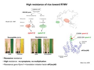 High resistance of rice toward RYMV Khush G.S. 1997 ~500.000 years safe inoculated safe infected Resistant  plants Susceptible  plants Recessive  resistance High  resistance :  no symptoms ,  no multiplication Resistance gene  Rymv 1  =  translation initiation factor  eIF(iso)4G   Albar et al, 2006 E309K   rymv1-2 N-terminal domain   Δ 322-324   rymv1-3 C-terminal domain eIF(iso)4G rymv1-2 rymv1-3 