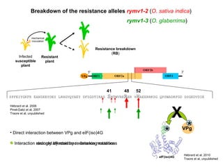 Breakdown of the resistance alleles  rymv1-2   ( O. sativa indica )   rymv1-3   ( O. glaberrima ) Resistance breakdown ( RB ) Direct interaction between VPg and eIF(iso)4G VPg eIF(iso)4G Hébrard et al. 2010 Traore et al, unpublished Interaction strongly affected by resistance mutations * X * Interaction restored by resistance-breaking mutations * Infected susceptible plant mechanical inoculation Resistant plant SPFEIYGKFR EANSEEYDES LRHGVQYAEY DFSGDTIRAS  S NTWVRE R ER Y H AEERRKSG QPSWADRFGD DSGEDVDIE 52 41 48 5' 3' VPg ORF1 ORF2b ORF2a ORF4 Hébrard et al. 2006 Pinel-Galzi et al, 2007 Traore et al, unpublished 
