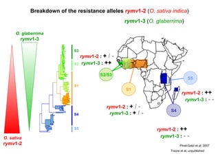 Traore et al, unpublished Pinel-Galzi et al, 2007 Breakdown of the resistance alleles  rymv 1-2  ( O. sativa indica ) S3 S2 S1 S4 S5 S2/S3 S1 S4 S5 rymv 1-2  :  +  / - rymv 1-2  :  +  / - rymv 1-2  :  ++ rymv 1-2  :  ++ O. sativa rymv 1-2 rymv 1-3  :  ++ rymv 1-3  :  +  / - rymv 1-3  :  - - rymv 1-3  :  - - O. glaberrima rymv 1-3 rymv 1-3  ( O. glaberrima ) 