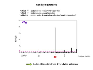 dN/dS < 1 : codon under  conservative  selection dN/dS = 1 : codon under  neutral  selection dN/dS > 1  : codon under  diversifying  selection ( positive  selection) Genetic signatures Codon  49  is under strong  diversifying selection dN/dS 1 + 26 + 49 + 62 codon Pinel-Galzi et al 2007 VPg 