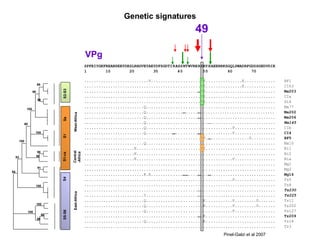 Pinel-Galzi et al 2007 Genetic signatures VPg East-Africa S5-S6 100 90 84 100 99 West-Africa Central -Africa S2-S3 Sa S1 S4 S1-ca 99 100 98 91 100 99 99 100 90 100 83 86 49 