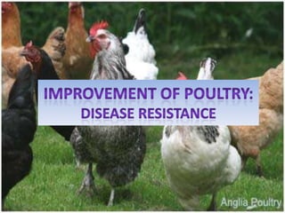 Improvement of Poultry: disease resistance 